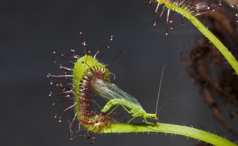 drosera