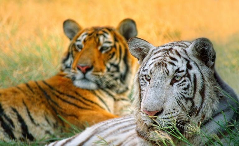Cerca de tigres blancos y naranjas descansando en la hierba.