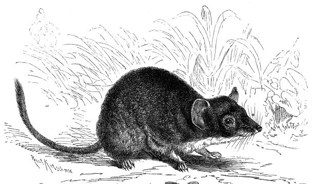 Antechino Marsupiale