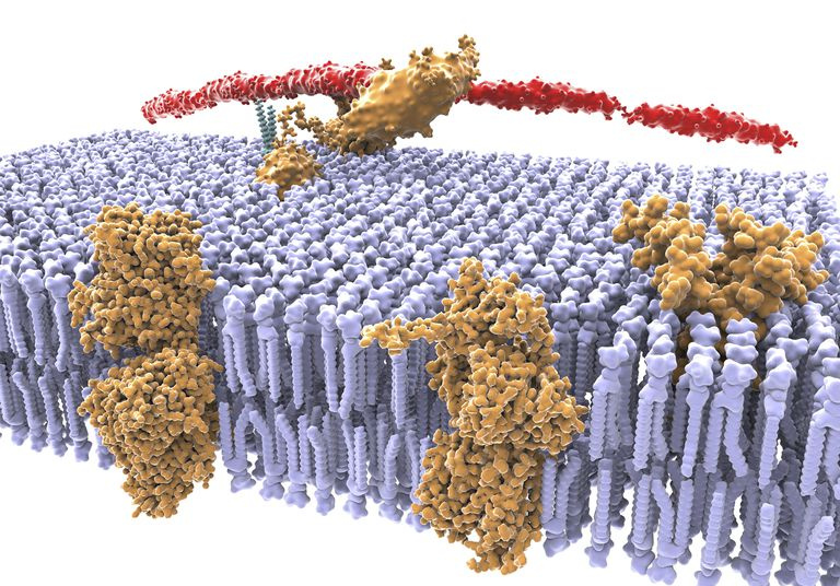 La membrana cellulare è un esempio di membrana selettivamente permeabile.