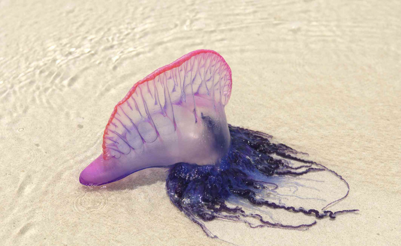Portugisisk krigsmann på en strand
