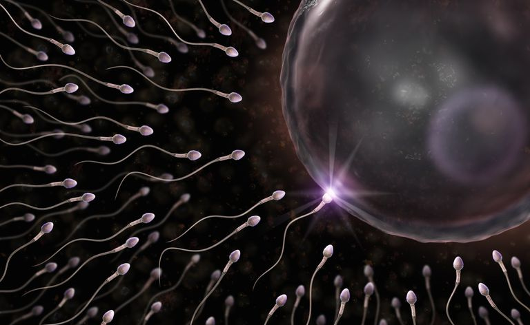 Le sperme et les ovules sont des gamètes