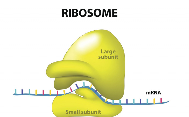 Ribossomo