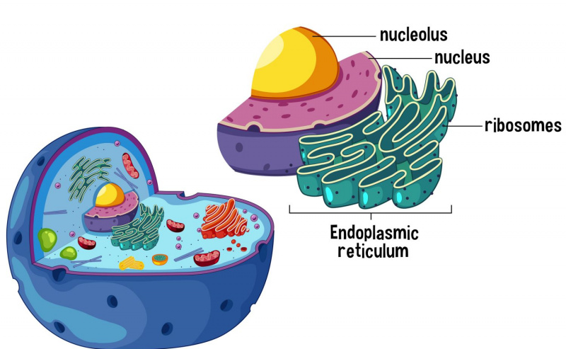 Anatomia da célula animal