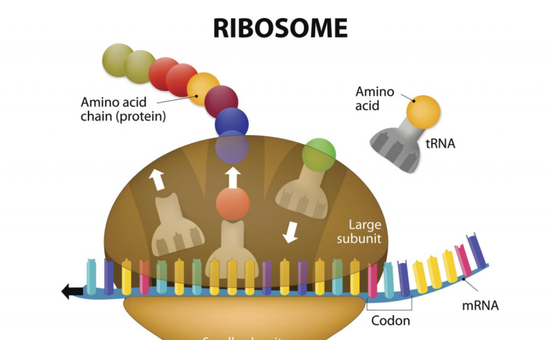 Síntese de Ribossomos e Proteínas