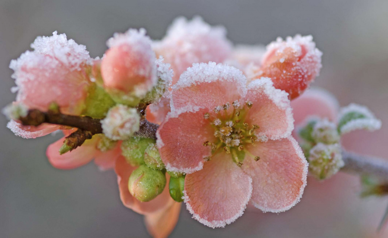 blomster i snøen
