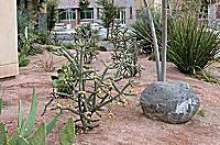 xeriscaping