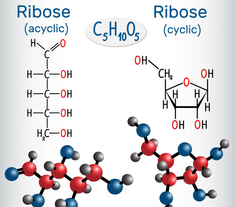 Estructuras de ribosa lineales y cíclicas.