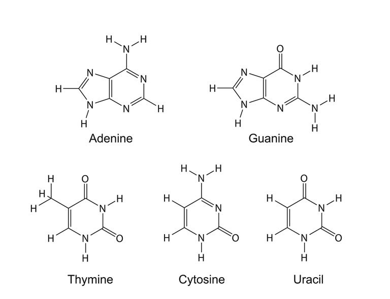 Purin og pyrimidin nitrogenholdige baser.