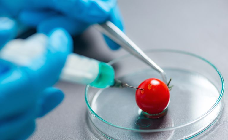 Abgeschnittener Wissenschaftler, der im Labor mit Kirschtomate experimentiert