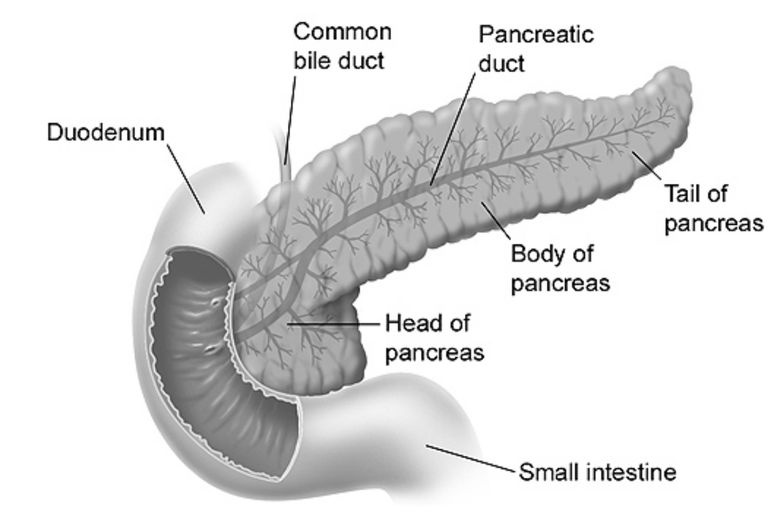 Anatomia del pancreas