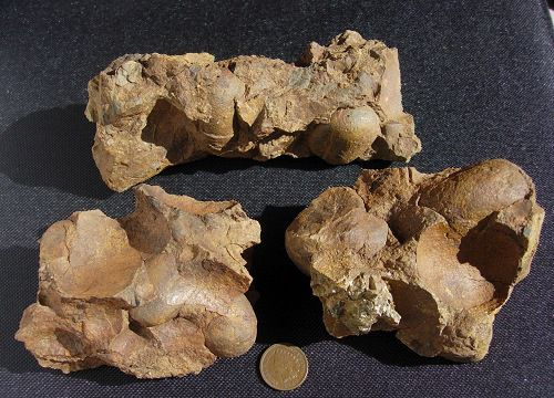 Le conglomérat est une roche sédimentaire composée de pierres arrondies dans une matrice à grains fins