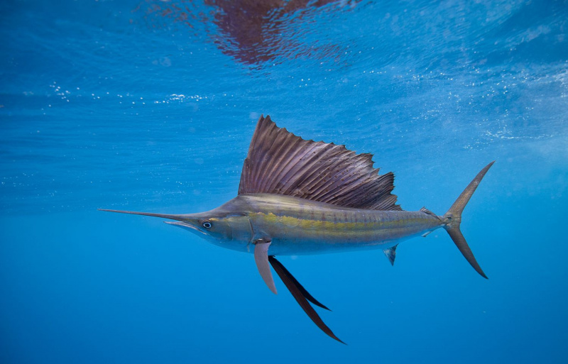 Seilfisk