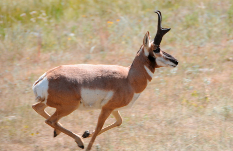 Pronghorn antilope