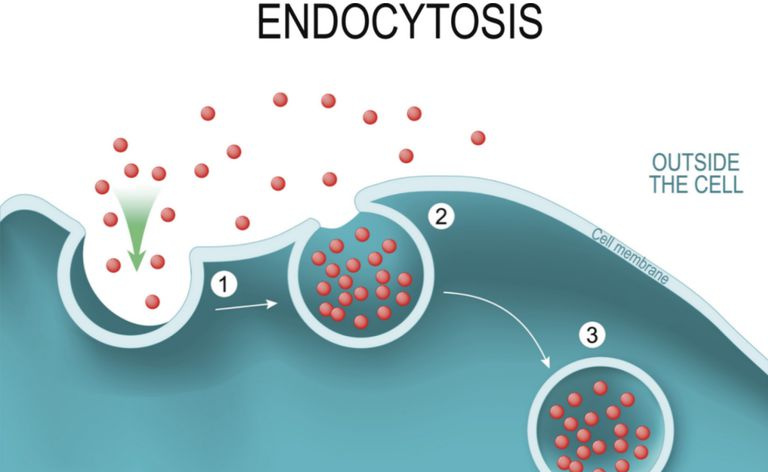 endocitosis