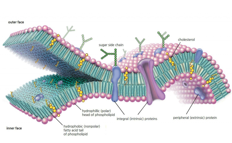 Membrana celular