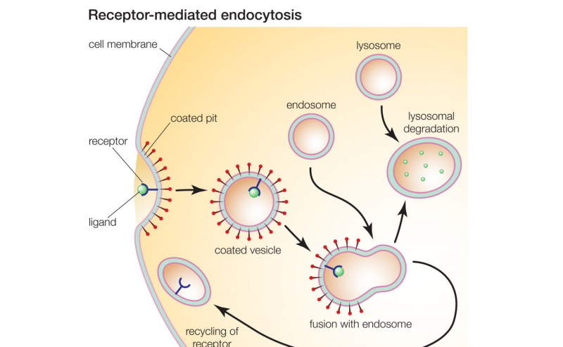 Endocitosis mediada por receptor