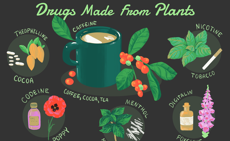 Exemplos de medicamentos feitos de plantas. Cafeína (café, cacau, chá), codeína (papoula), digitalina (dedaleira), mentol (hortelã), nicotina (tabaco), teofilina (cacau)