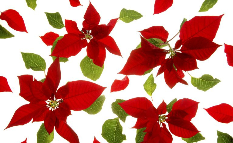 Poinsettia nav