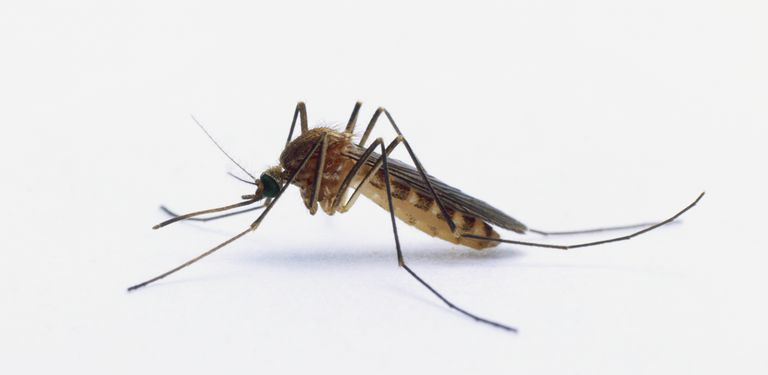 Le zanzare sono spesso respinte dagli oli vegetali volatili.