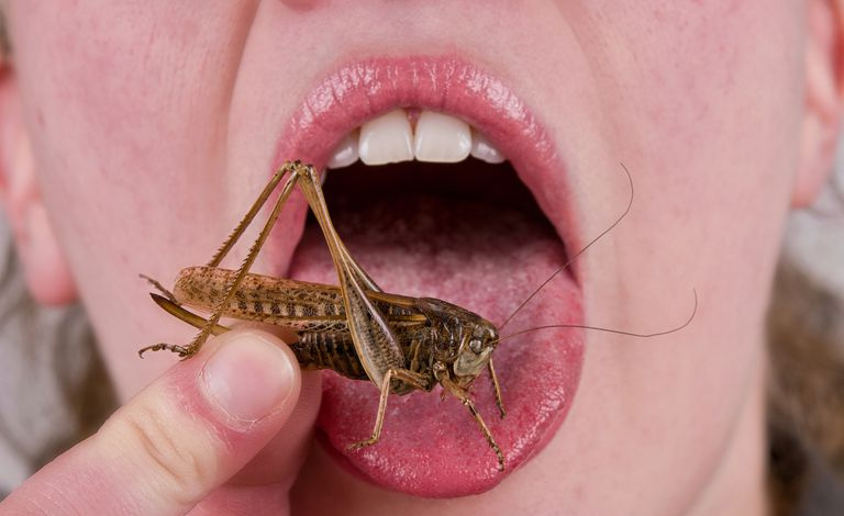 persona comiendo saltamontes