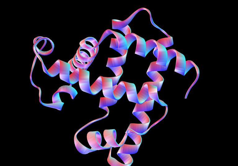 Proteina della mioglobina