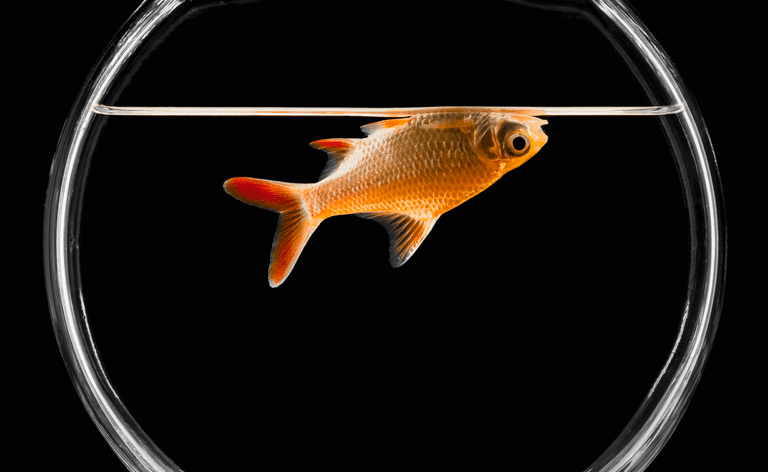 Os peixes mortos flutuam de cabeça para baixo porque se enchem de gases leves. Os músculos e ossos da coluna são mais pesados, então os peixes flutuam de barriga para cima.