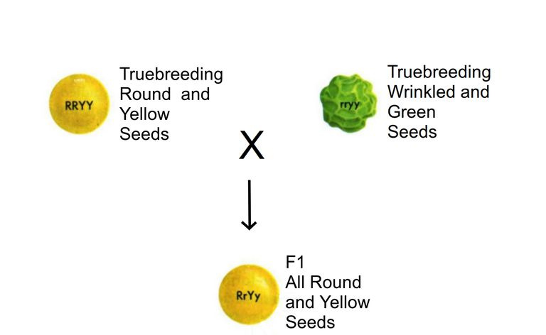 Dieses Bild zeigt die Ergebnisse einer Dihybrid-Kreuzung in Pflanzen, die für zwei verschiedene Merkmale reinrassig sind – Samenform und Samenfarbe.