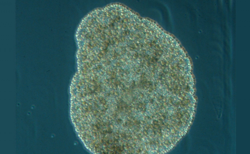 Placozoa