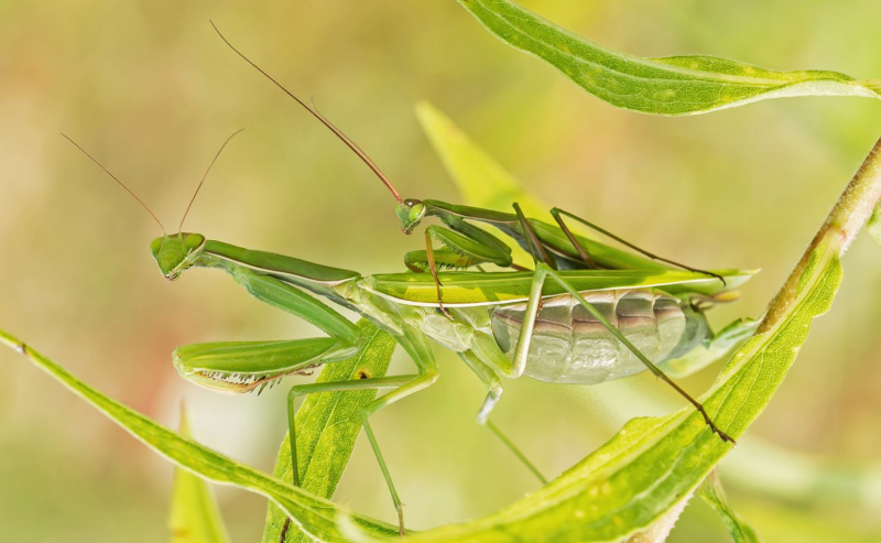 Praying Mantis