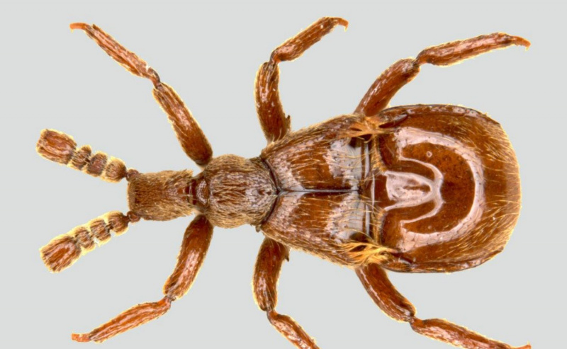 pselaphid bille (Claviger shellaceus)