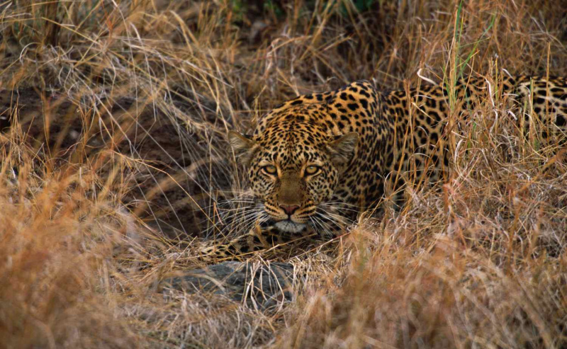 samica lamparta