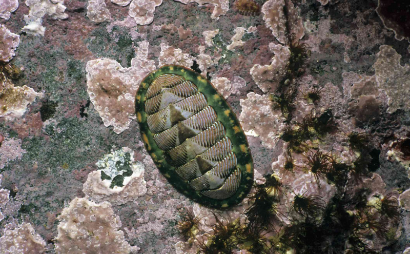 Nahaufnahme von gefüttertem Chiton