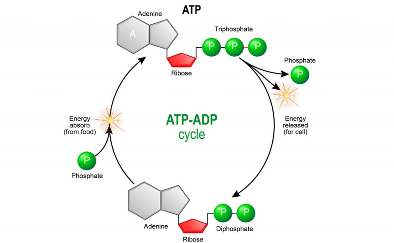 Ciclo ATP ADP