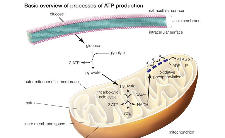 ATP生産