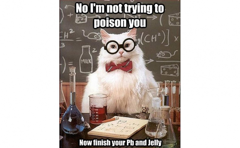 Chemistry Cat macht fragwürdige Sandwiches.