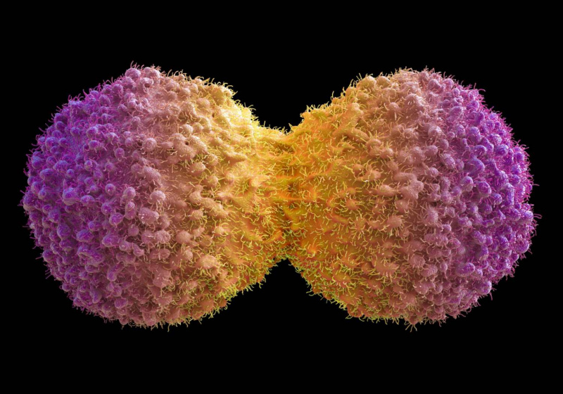Mitose de células cancerígenas