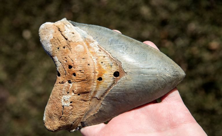 Dente di Megalodon