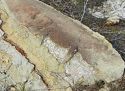 I mammiferi marini abbondavano qui