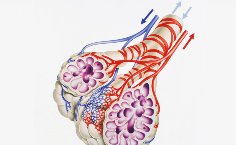 Alveoli