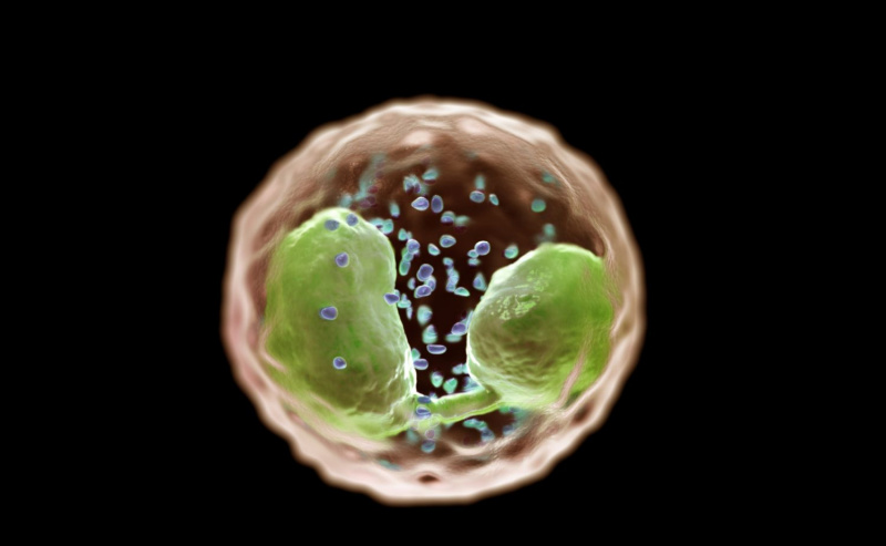 Cellule éosinophile