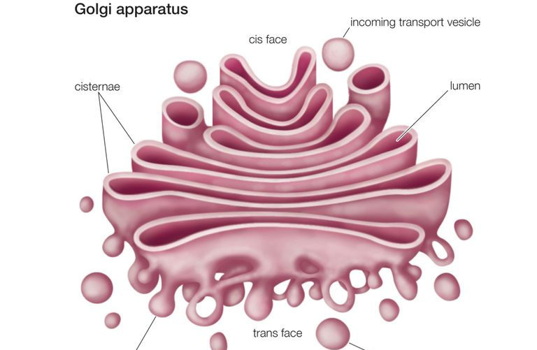 aparato de Golgi