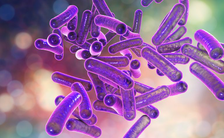 Shigella baktērijas, ilustrācija