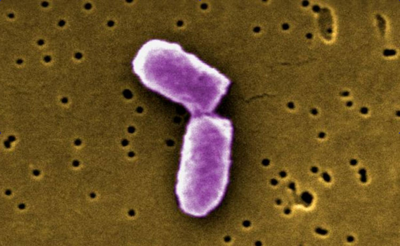 E. coli baktēriju binārā dalīšanās.