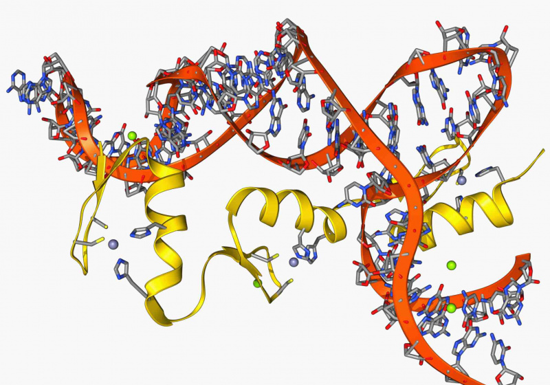 RNA ribossômico e fatores de transcrição