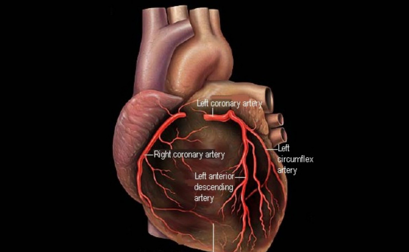 El diagrama del corazón y las arterias coronarias.