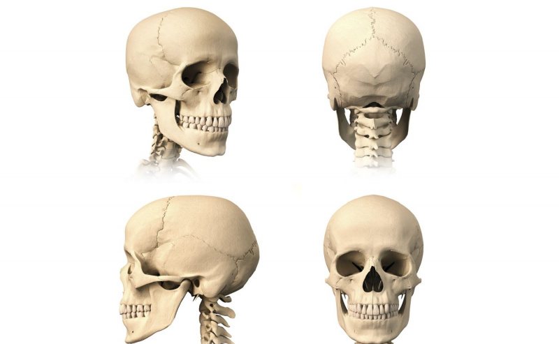 Diagrama, kurioje pavaizduota kaukolė iš kelių kampų, o kaulai matomi baltame fone.