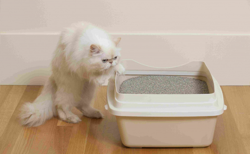 A areia para gatos feita de argila ou bentonita é levemente radioativa.