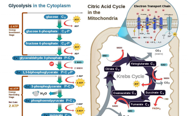 Respiration cellulaire aérobie