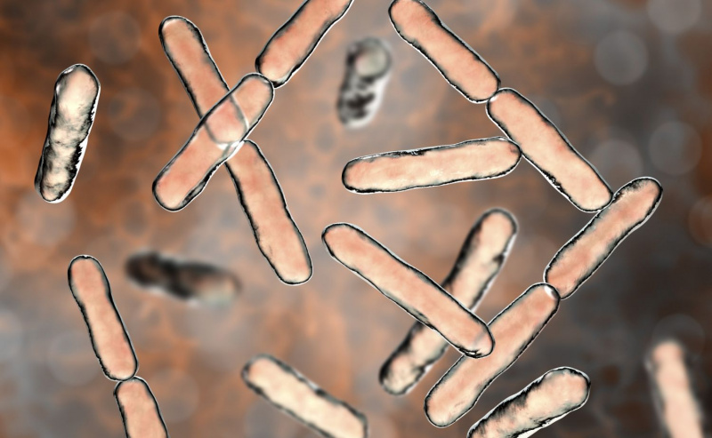 Bactérie Bifidobacterium